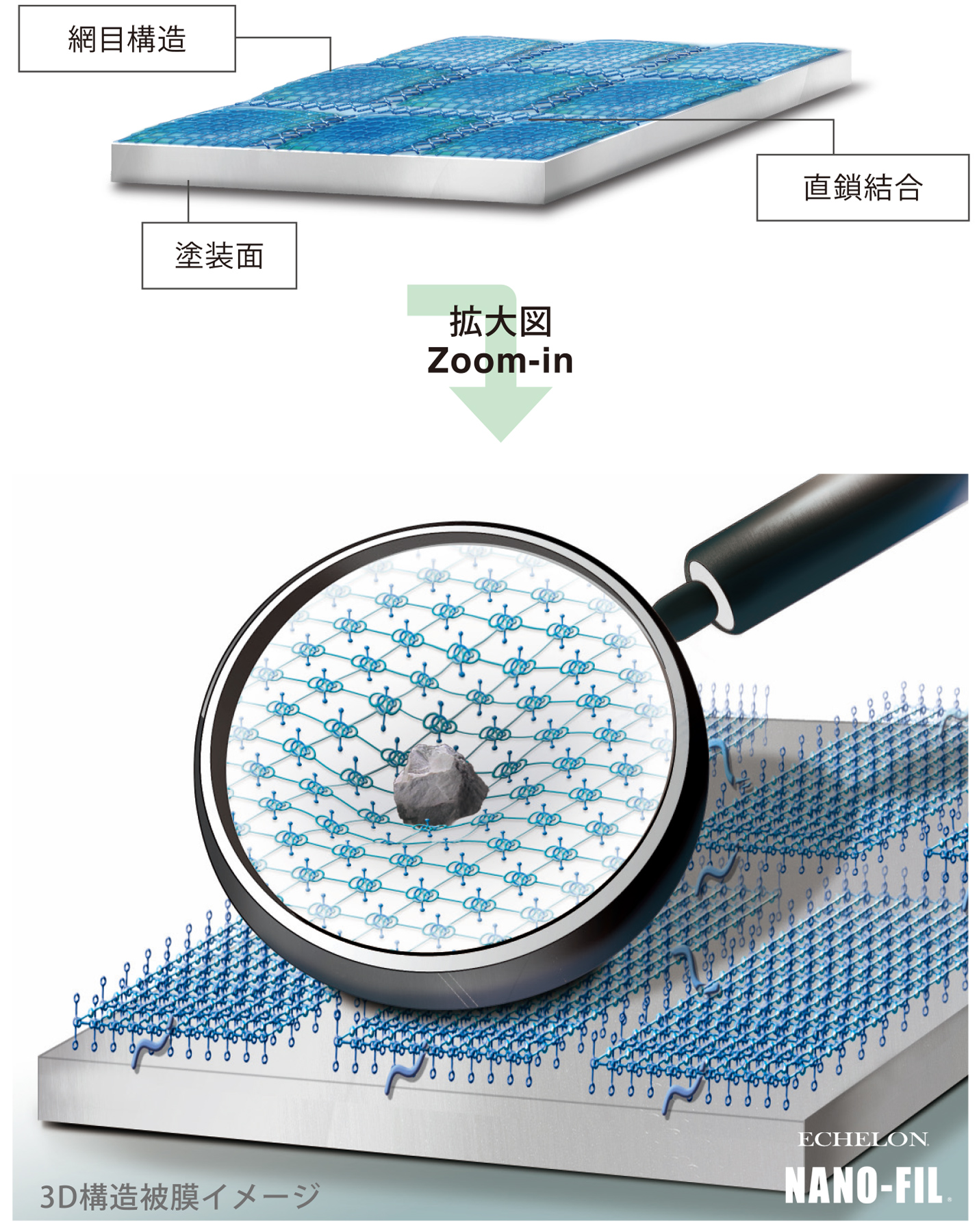 被膜イメージ 被膜イメージ